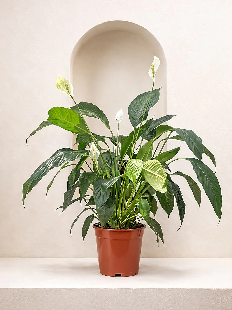 Peace Lily- Spathiphyllum wallisii