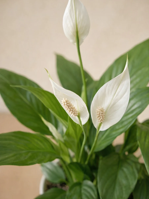 Peace Lily- Spathiphyllum wallisii