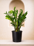 ZZ plant- Zamioculcas zamiifolia