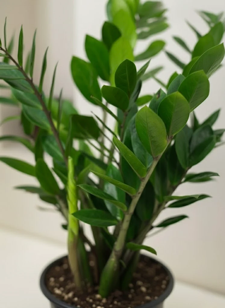 ZZ plant- Zamioculcas zamiifolia