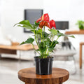 Anthurium Red- Tailflower
