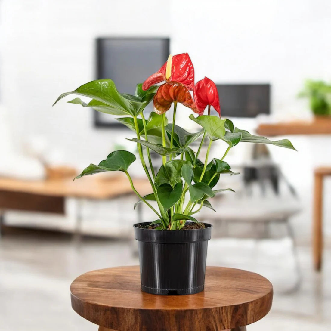 Anthurium Red- Tailflower