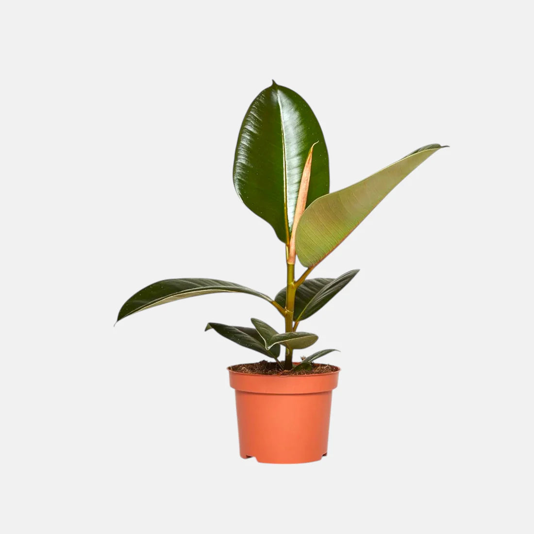 Rubber Plant - Ficus Elastica
