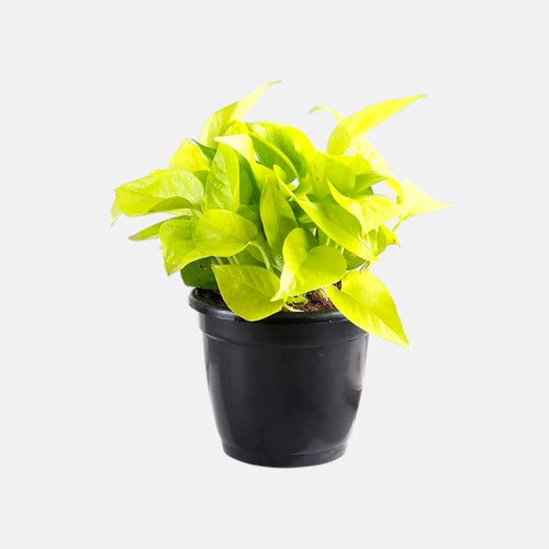 Money Plant Golden