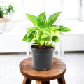 Money Plant Green