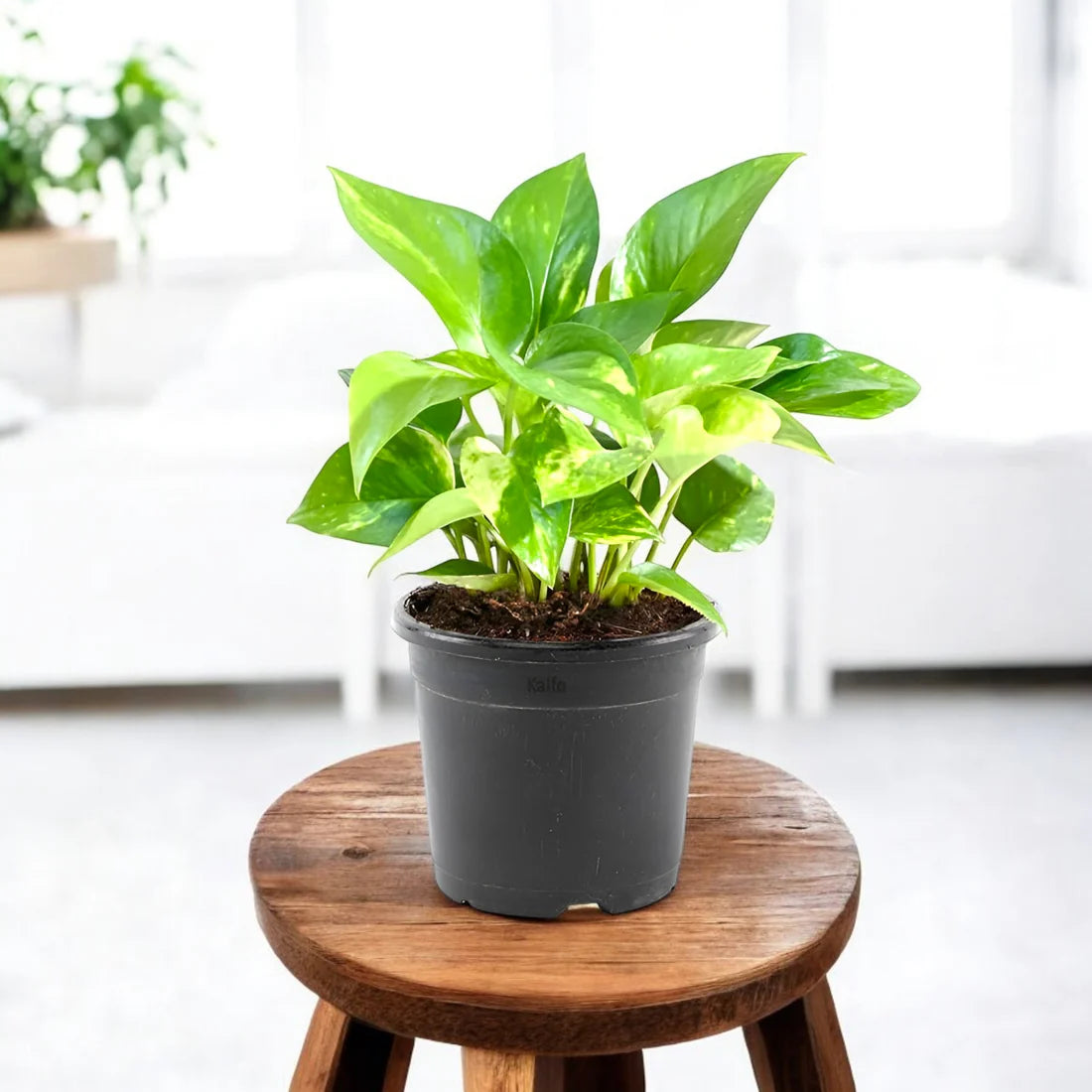Money Plant Green