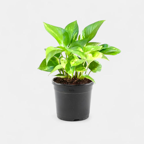 Money Plant Green