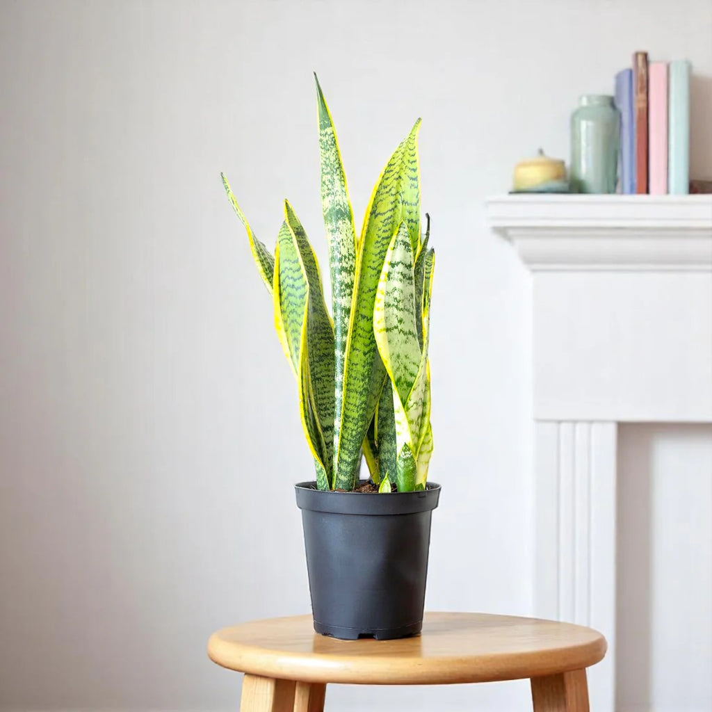 Snake Plant- Sansevieria Long