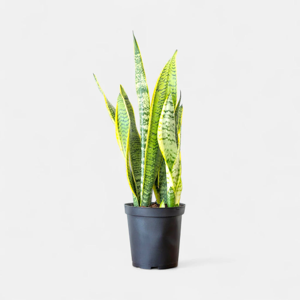 Snake Plant- Sansevieria Long