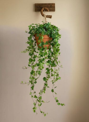 English Ivy- Hedera helix
