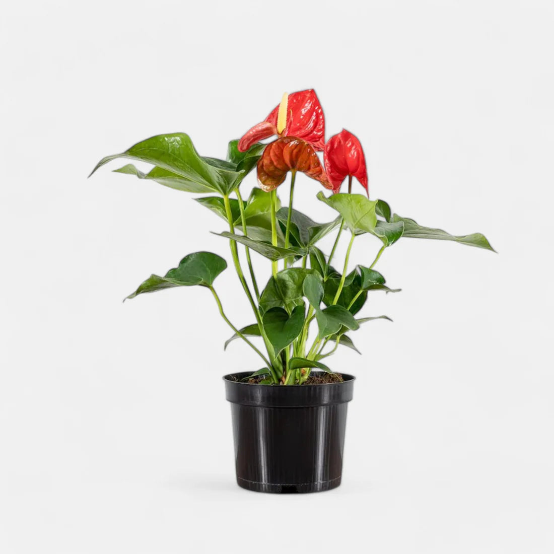 Anthurium Red- Tailflower
